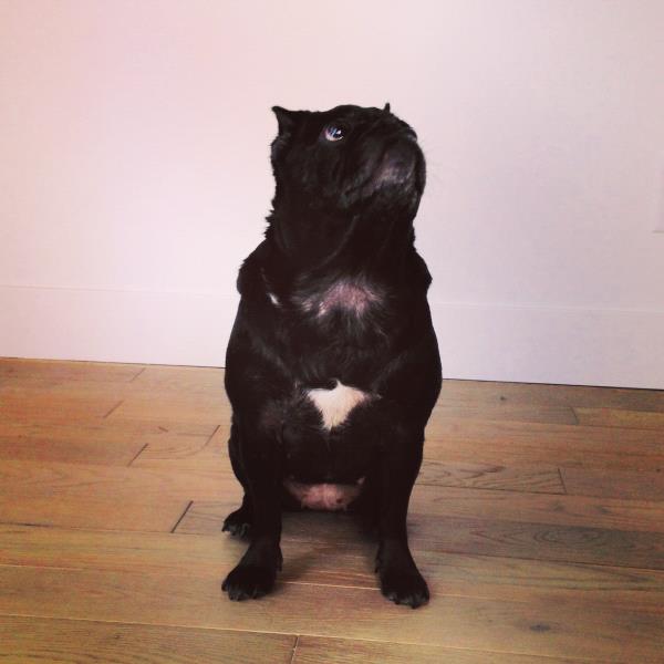 /images/uploads/pug nation rescue of los angeles/pugnation2020/entries/11306thumb.jpg